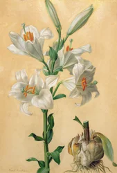 White Lily (Amaryllis Candidum)